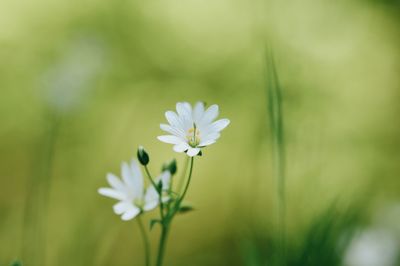 Close-up of white flowering plant