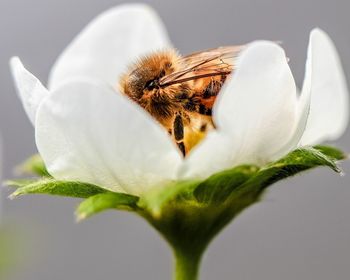 Close-up of bee on white flower