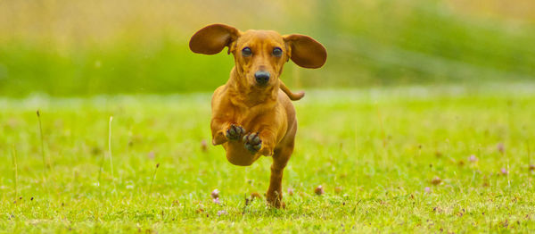 Portrait of dog on field