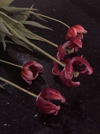 High angle view of rose bouquet in lake