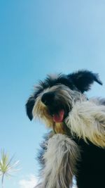 Close-up of dog against sky