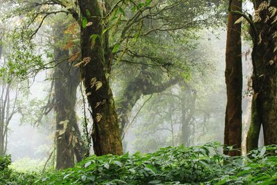 Trees in forest