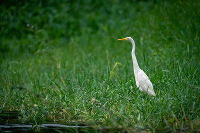 Gray heron on field