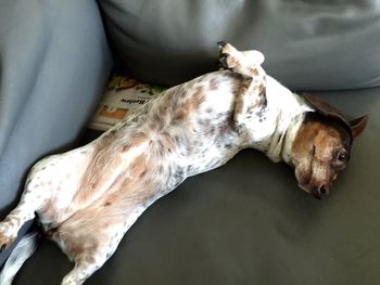 High angle view of dog sleeping