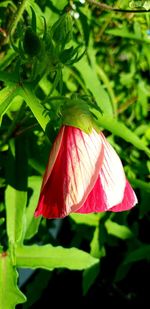 Close-up of red rose flower