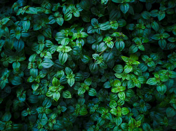 Full frame shot of flowering plants