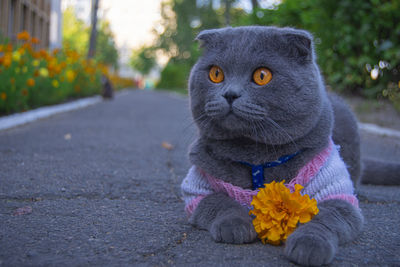 Close-up of a cat looking away