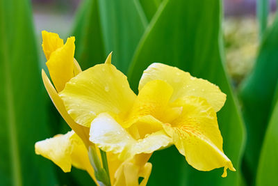 Close-up of yellow flowering plant