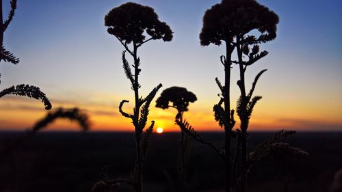 Silhouette plants on field against sky during sunset