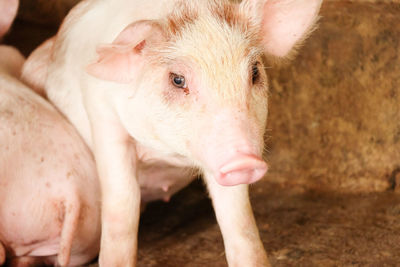 Close-up of a pig