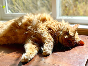 Cat lying on floor at home