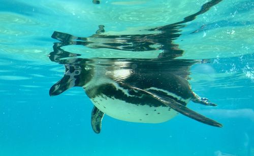 Pingouin swimming in sea