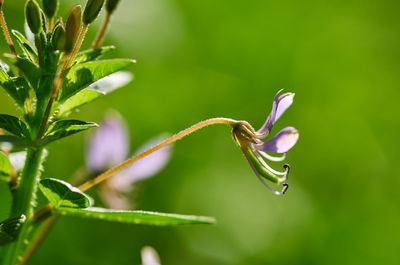 Close-up of wet flower