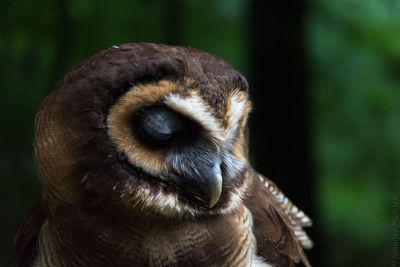 Close-up of brown owl