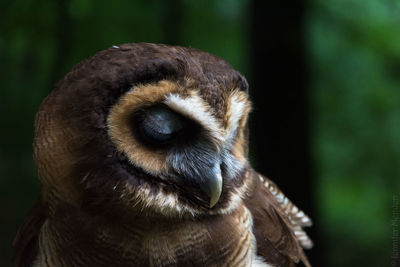 Close-up portrait of an animal