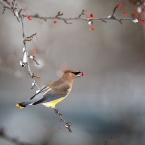 Close-up of bird perching on branch