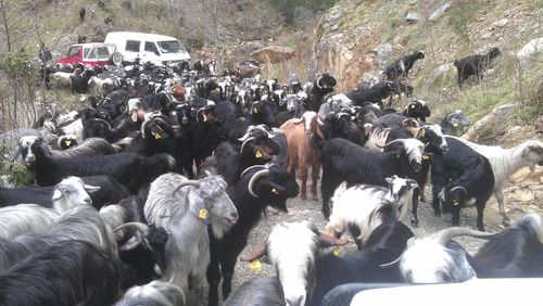 Sheep grazing on field