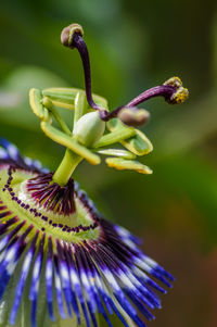 Close-up of purple flower