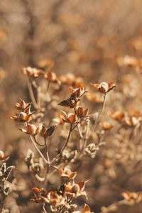 Close-up of wilted plant on field