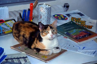 High angle view of tortoiseshell cat sitting on book at table