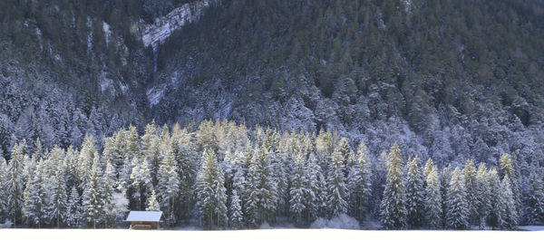 Pine trees in forest during winter