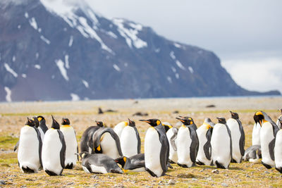 Penguins on field against snowcapped mountain