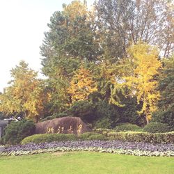 Trees in park