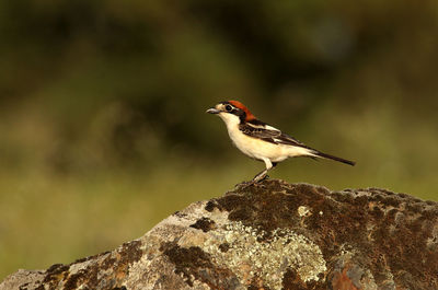 Close-up of bird perching on rock