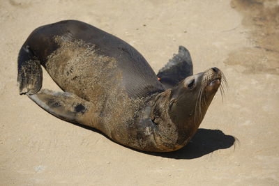 High angle view of sea lion on beach