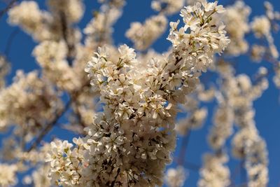 Close-up of cherry blossoms against blue sky