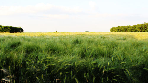 Scenic view of wheat field against sky