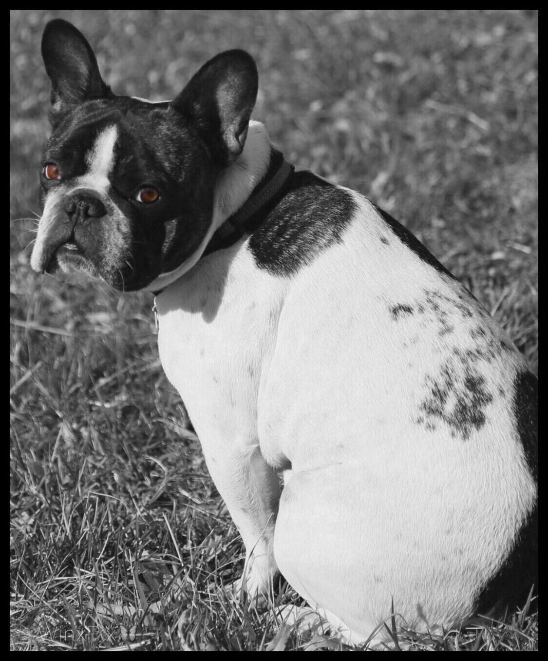 French bulldog posing