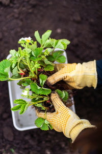 Cropped hand of woman holding plant