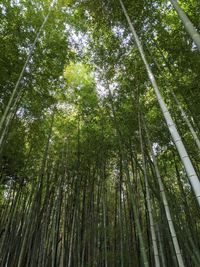 Low angle view of bamboo trees in forest