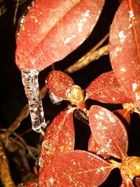 Close-up of plant