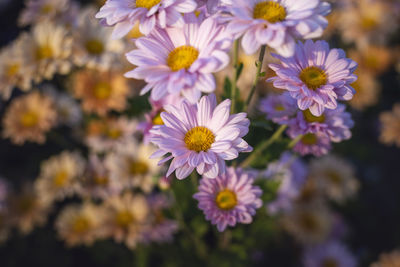 Close-up of purple flowering plants