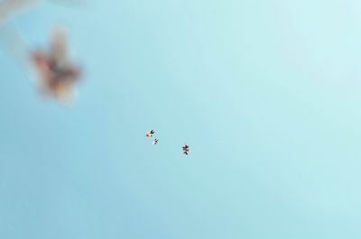 Low angle view of birds flying in sky