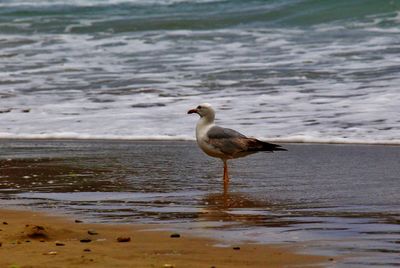 Seagull perching on beach