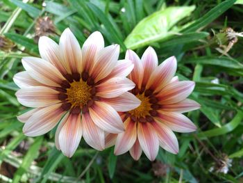 Close-up of flower blooming outdoors