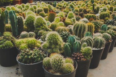 High angle view of potted plants on field