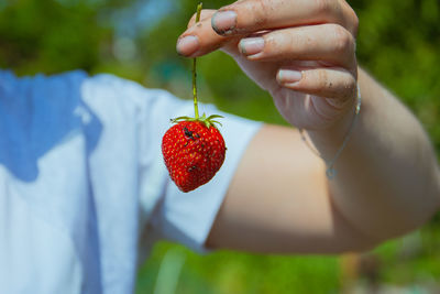 Midsection of person holding strawberry