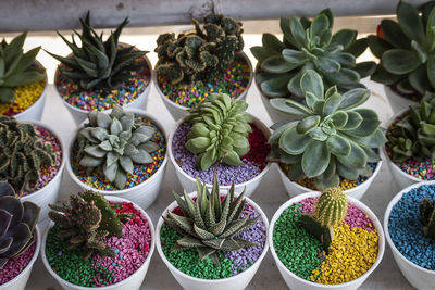 High angle view of potted plants for sale at market