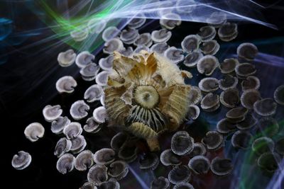 Close-up of jellyfish in sea