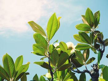 Low angle view of plants against sky