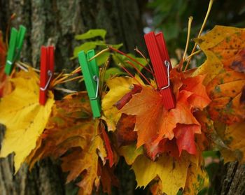 Close-up of autumn leaves