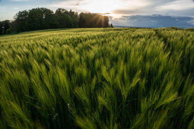 Scenic view of wheat field against sky