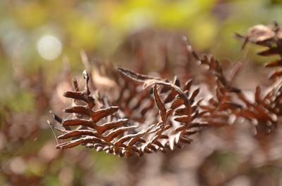 Close-up of dried leaves on plant