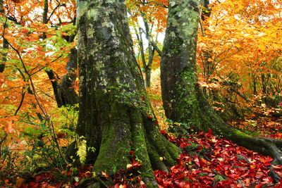 Close-up of trees in forest during autumn