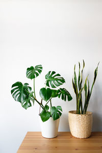 Sansevieria and monstera in a modern interior, the concept of minimalism and scandy style. 