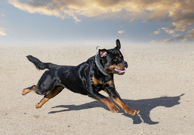 Portrait of dog standing at beach